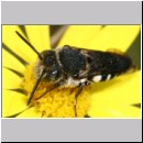 Coelioxys mandibularis - Kegelbiene 02c 8mm Teverener Heide.jpg